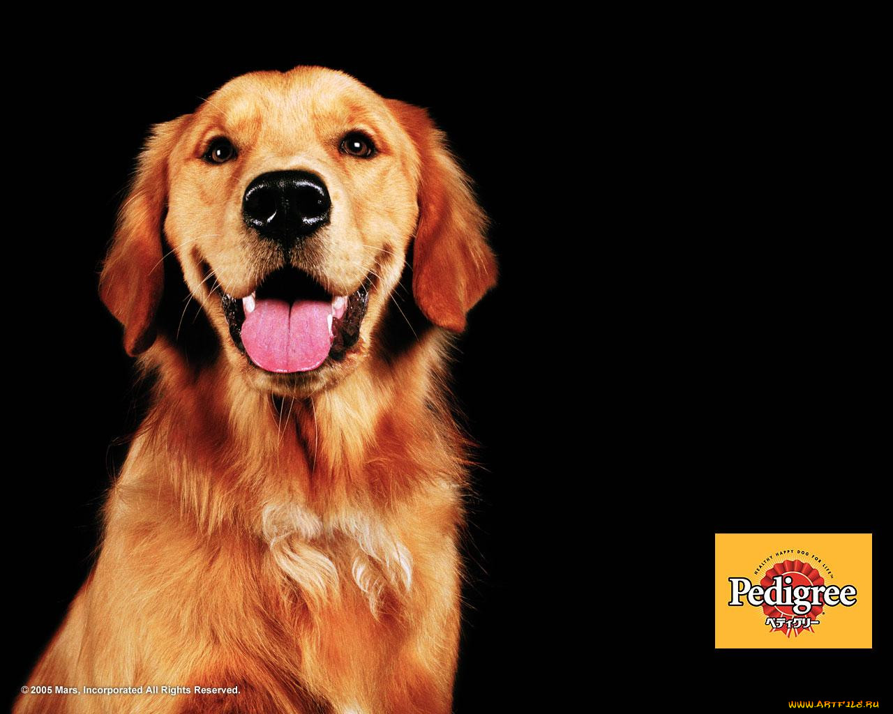 , pedigree